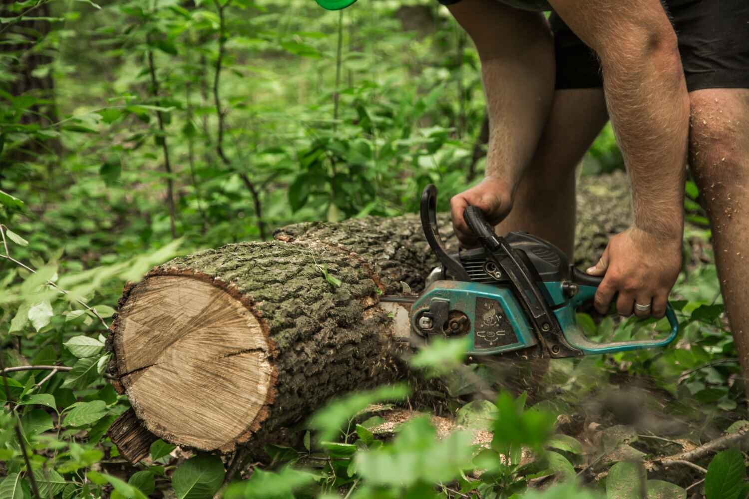 Tree Branch Trimming in Taft, TX